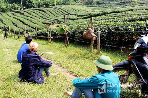 San ong giong o mien Tay xu Nghe hoi hop, li ky nhu dau truong 100-Hinh-8